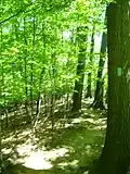A typical BT blaze at Mentor Marsh State Nature Preserve