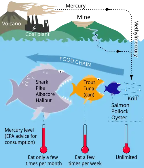Mercury cycle