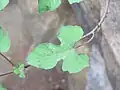 Leaf