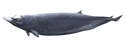 Hubbs' beaked whale (illustration)