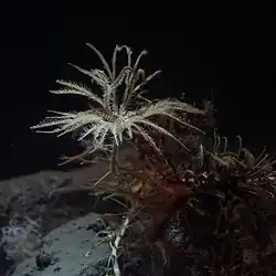 Metacrinus rotundus (Isocrinidae)