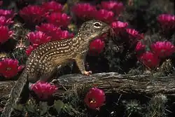 Brown squirrel