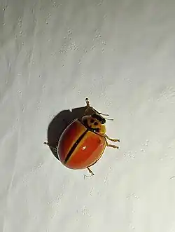 Micraspis discolor