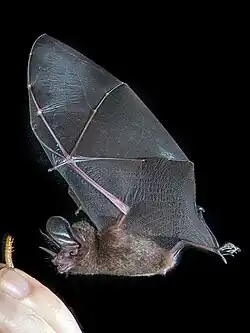Brown bat