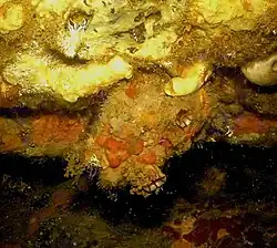 Microcosmus sabatieri at Banyuls-sur-Mer
