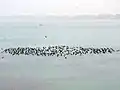 Migratory birds at Ropar Wetland -January 2018