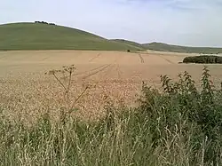 Milk Hill and Walkers Hill