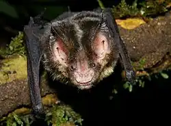 Brown bat