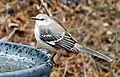 Mockingbird