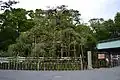 Osmanthus fragrans tree