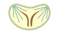 closed , intranuclear , pleuromitosis
