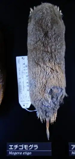 Brown mole