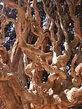 Mongabad cypress