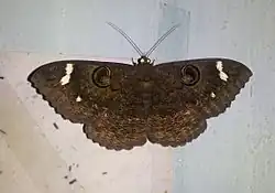 Erebus hieroglyphica