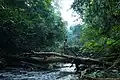 Lowland rainforest