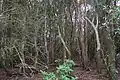 Mount Royal, cloud forest, Hill water gum rainforest at summit