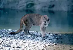 Though cougars are present in Grand Teton, they are rarely seen.