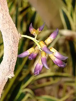 Mucuna nigricans