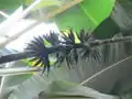 Inflorescence
