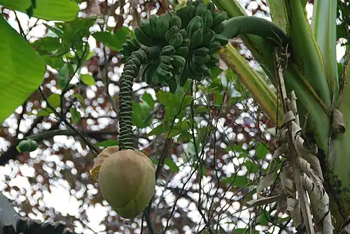 Musa × paradisiaca