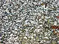 Numerous empty blue mussel shells on a beach in Iceland