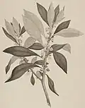 1895 engraving by Sydney Parkinson