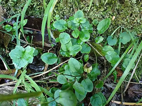 Leaves