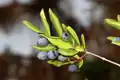 Berries