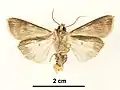 Male, ventral view