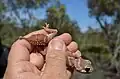 Handling a N. levis caught at Calperum, South Australia