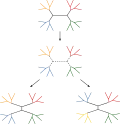 Nearest neighbor interchange (NNI)