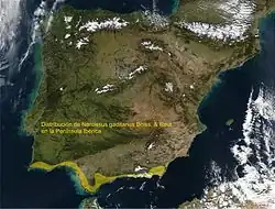 Distribution map of Narcissus gaditanus