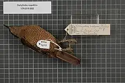 Female specimen, Batanta, 1865, Naturalis