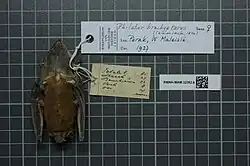 Brown bat