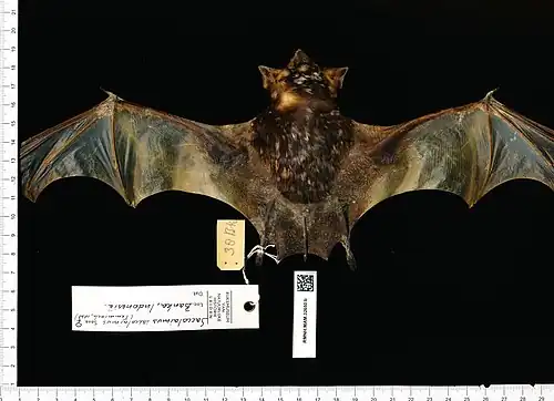Brown bat