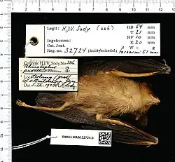 Brown bat