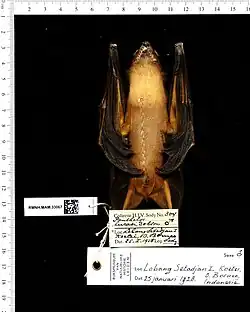 Brown bat