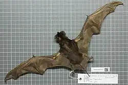 Brown bat