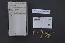 Shell specimens