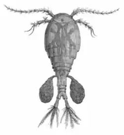 Nauplii