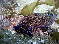 Navanax inermis