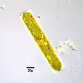 Navicula oblonga
