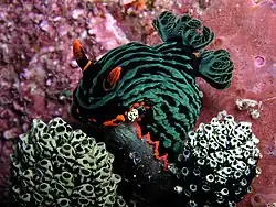 Nembrotha kubaryana