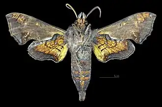 Male ventral