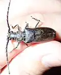 Neoplocaederus granulatus, Botswana