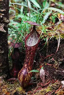 A lower pitcher from Mount Masay, Mindanao