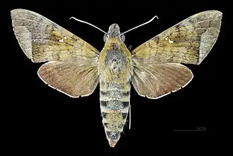 Female dorsal view