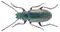 Nephodinus metallescens