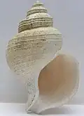 Neptunea pribiloffensis (apertural)