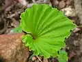 New leaf still showing folds. Nala Village, Udaipur district, Rajasthan